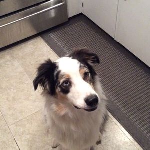 Meet your Posher, Rach